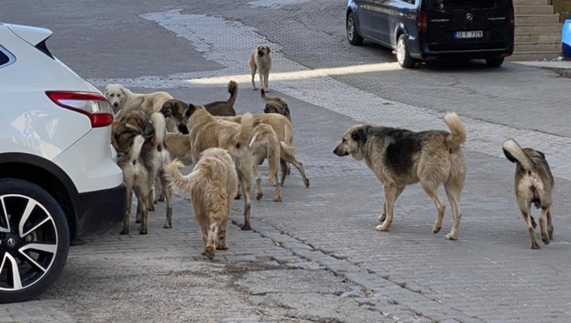 Başıboş köpekler çocuğun ölümüne neden oldu!