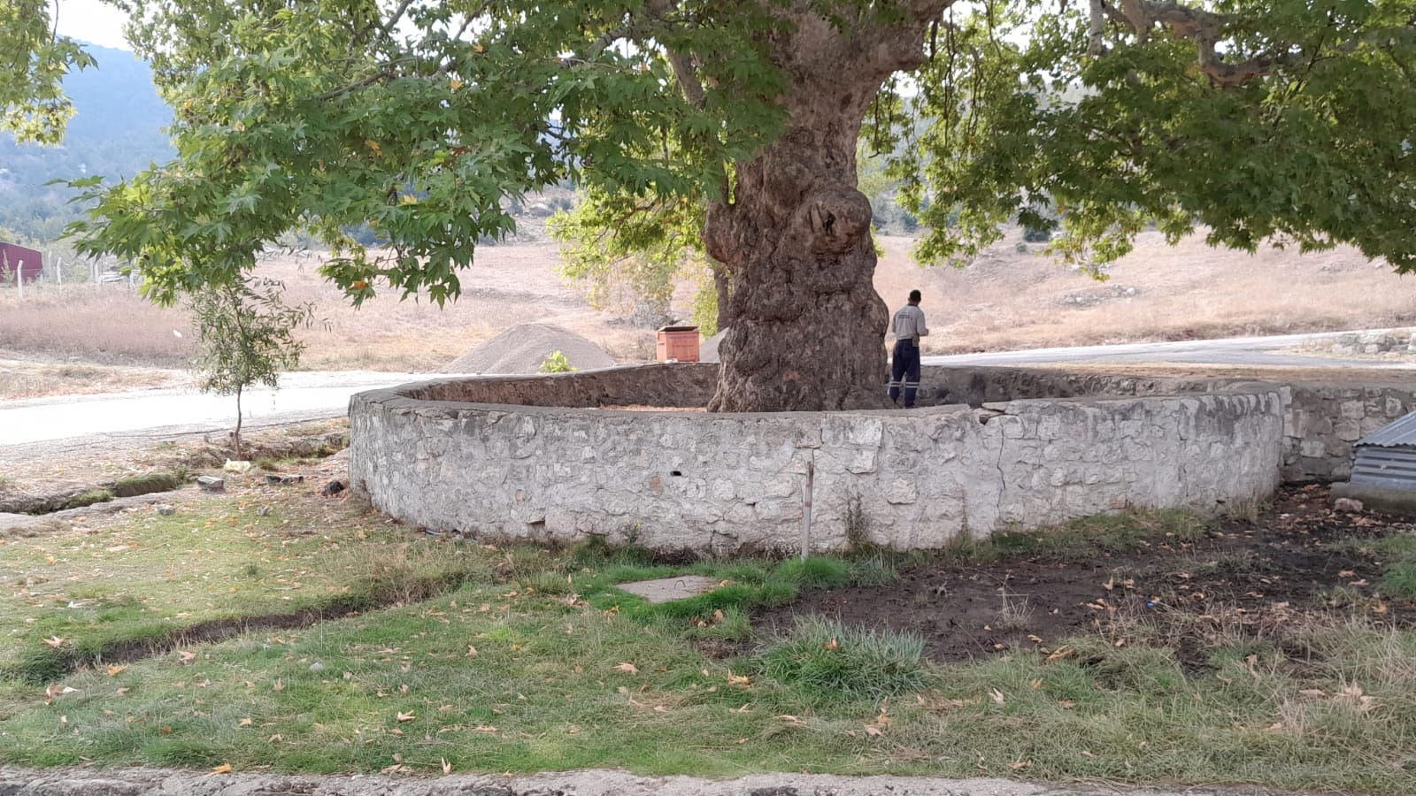 Asırlık Çınar’ın Çevresi Güzelleştiriliyor