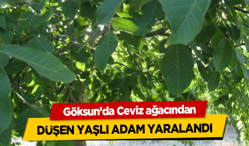 Göksun’da Ceviz ağacından düşen yaşlı adam yaralandı