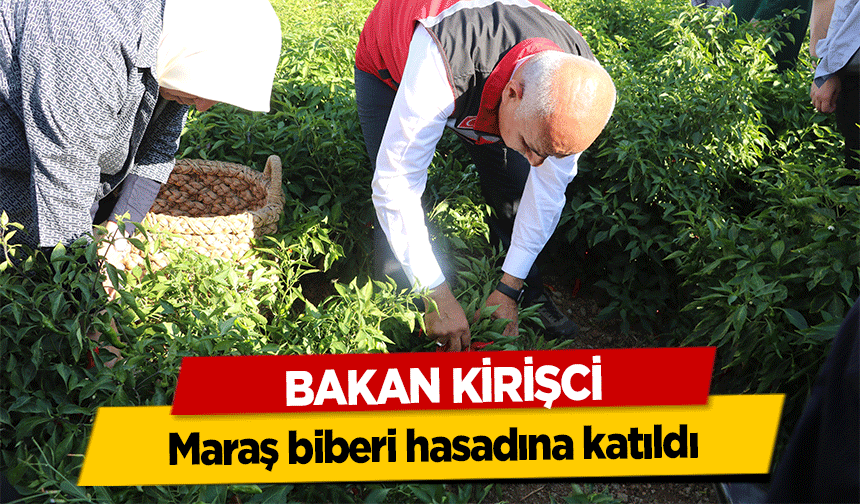 Bakan Kirişci, Maraş biberi hasadına katıldı