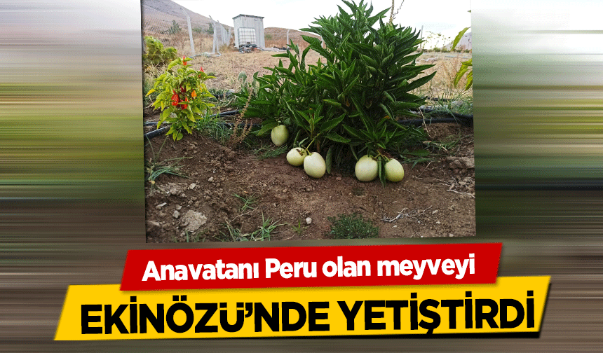 Anavatanı Peru olan meyveyi Ekinözü’nde Yetiştirdi