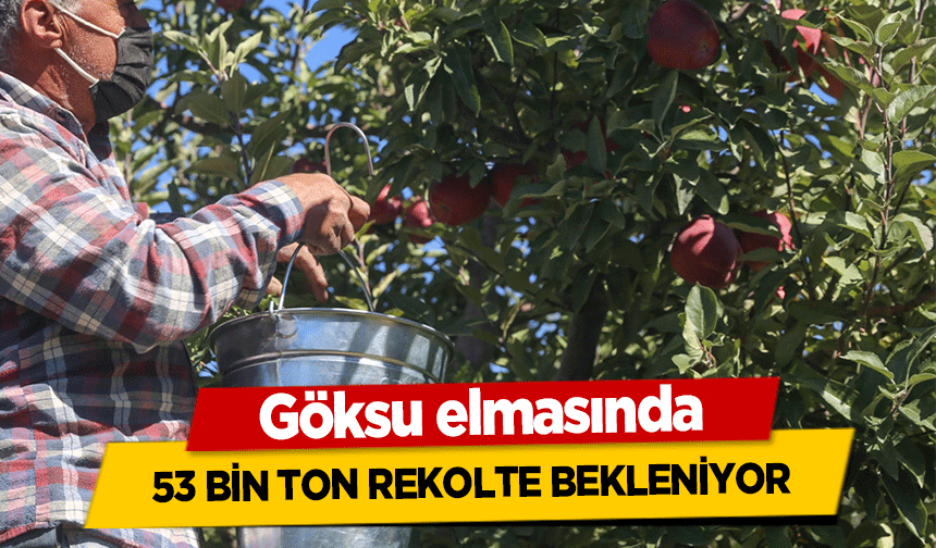 Göksu elmasında 53 bin ton rekolte bekleniyor