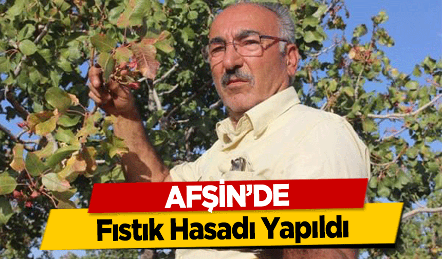 Afşin’de Fıstık Hasadı Yapıldı