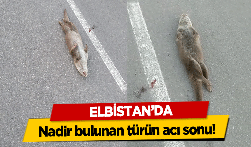 Elbistan’da nadir bulunan türün acı sonu!
