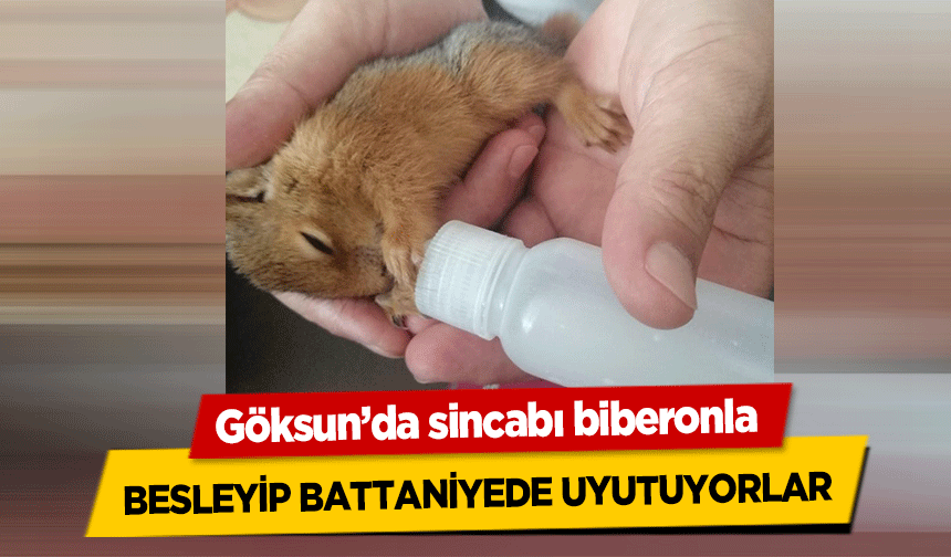 Göksun’da sincabı biberonla besleyip battaniyede uyutuyorlar