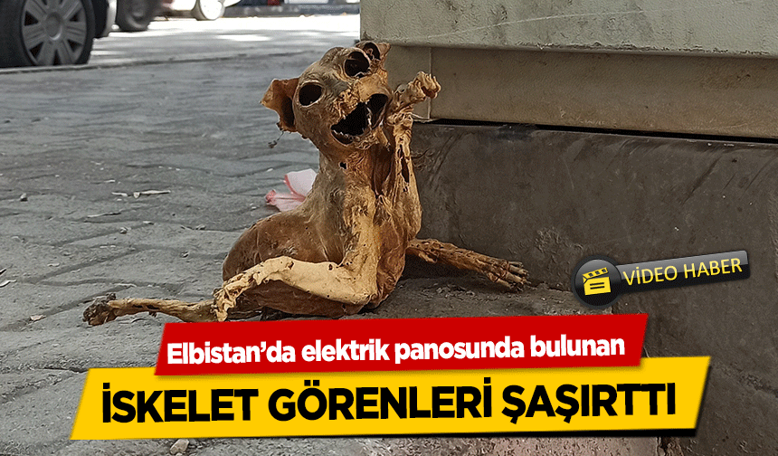 Elbistan’da elektrik panosunda bulunan kedinin iskeleti görenleri şaşırttı