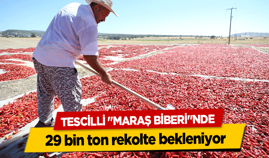 Tescilli "Maraş Biberi"nde 29 bin ton rekolte bekleniyor