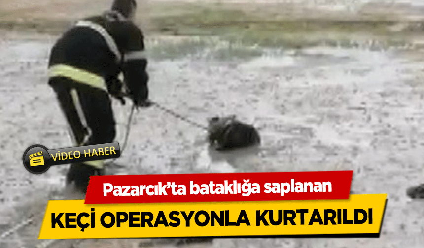Pazarcık’ta bataklığa saplanan keçi operasyonla kurtarıldı