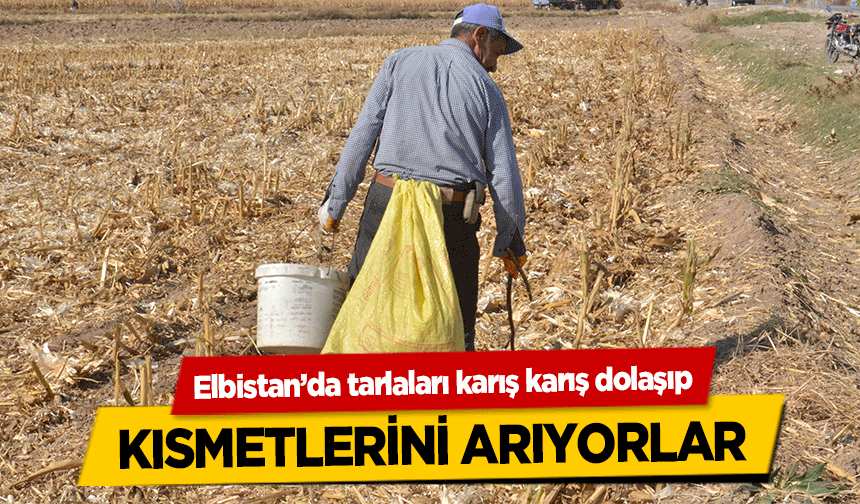 Elbistan’da tarlaları karış karış dolaşıp kısmetlerini arıyorlar