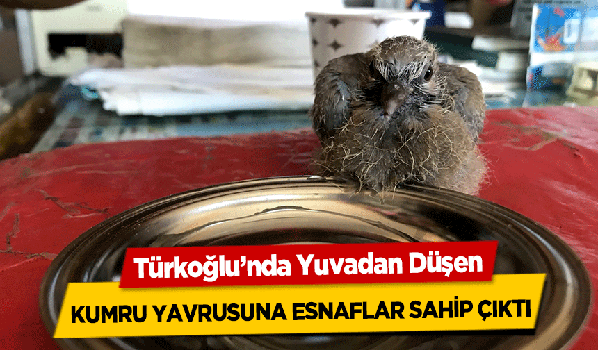 Türkoğlu’nda Yuvadan Düşen kumru yavrusuna esnaflar sahip çıktı