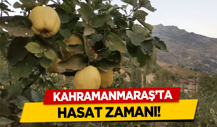 Kahramanmaraş’ta ayva hasadı başladı!