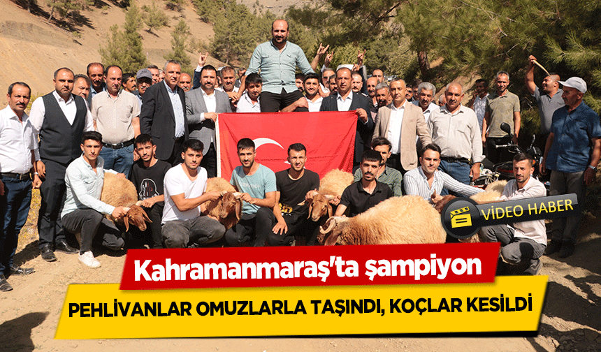 Kahramanmaraş'ta şampiyon pehlivanlar omuzlarla taşındı, koçlar kesildi