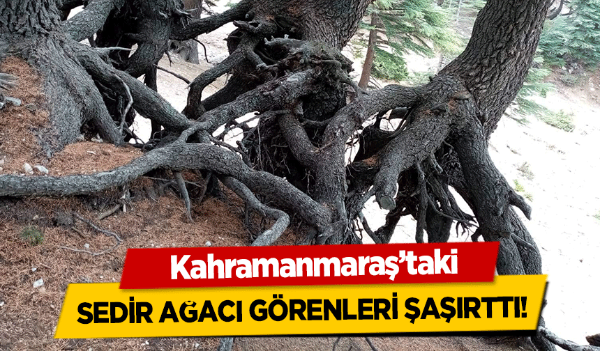 Kahramanmaraş’taki Sedir Ağacı Görenleri Şaşırttı!