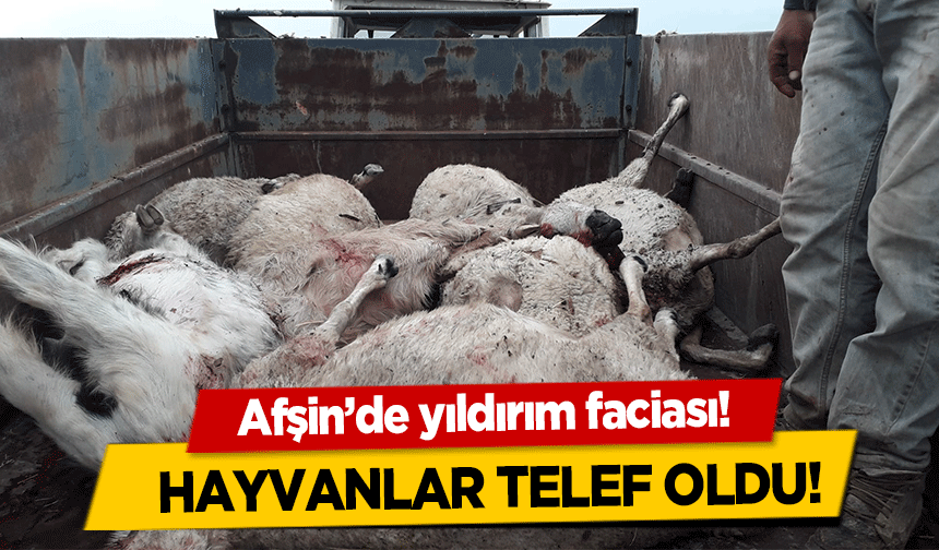 Afşin’de yıldırım faciası! Hayvanlar telef oldu