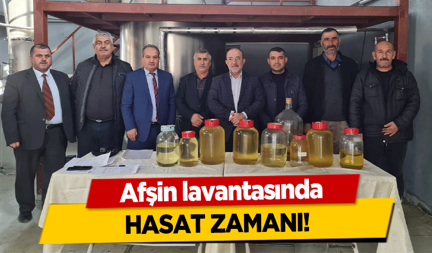 Afşin lavantasında hasat zamanı!