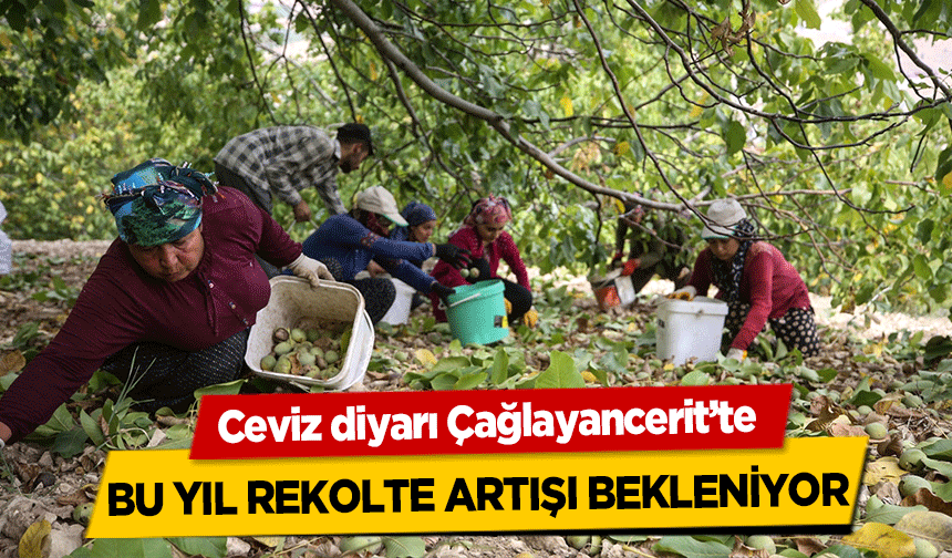 Ceviz diyarı Çağlayancerit’te bu yıl rekolte artışı bekleniyor
