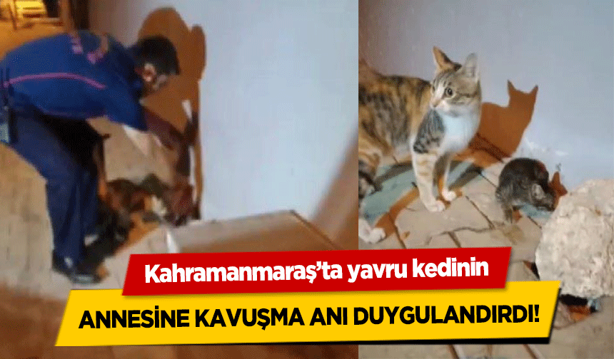 Kahramanmaraş’ta yavru kedinin annesine kavuşma anı duygulandırdı!