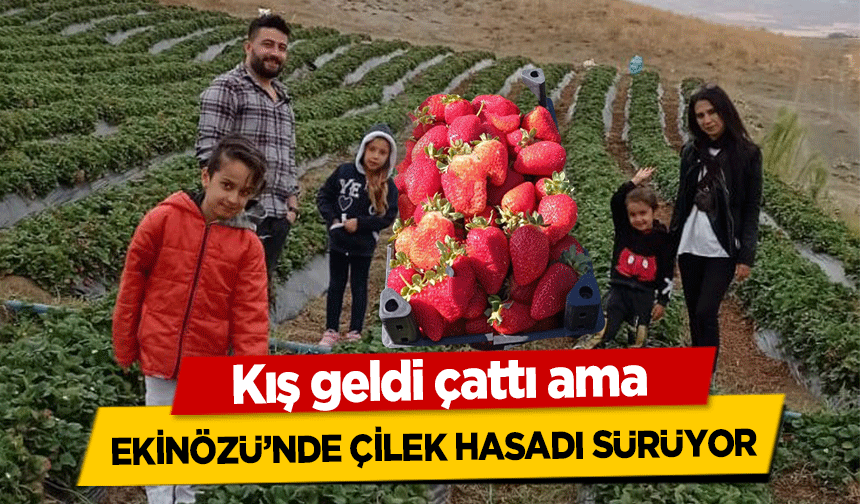 Kış geldi çattı ama Ekinözü’nde Çilek Hasadı Sürüyor