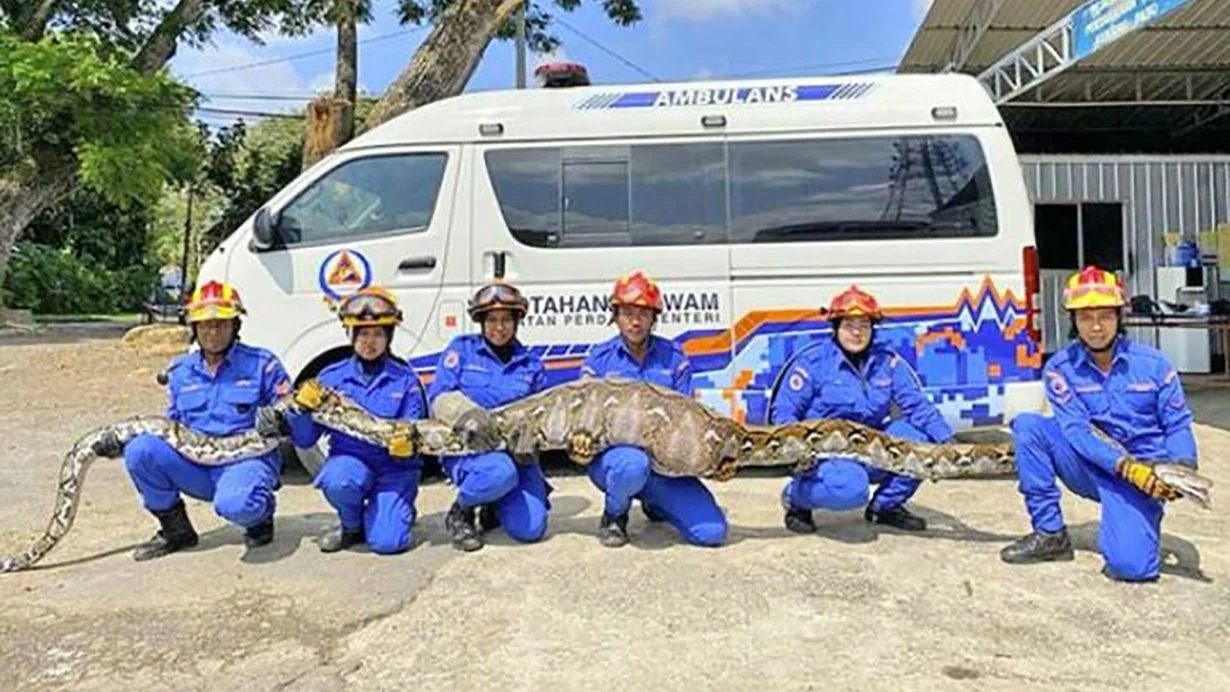Keçiyi yutan piton yakalandı!