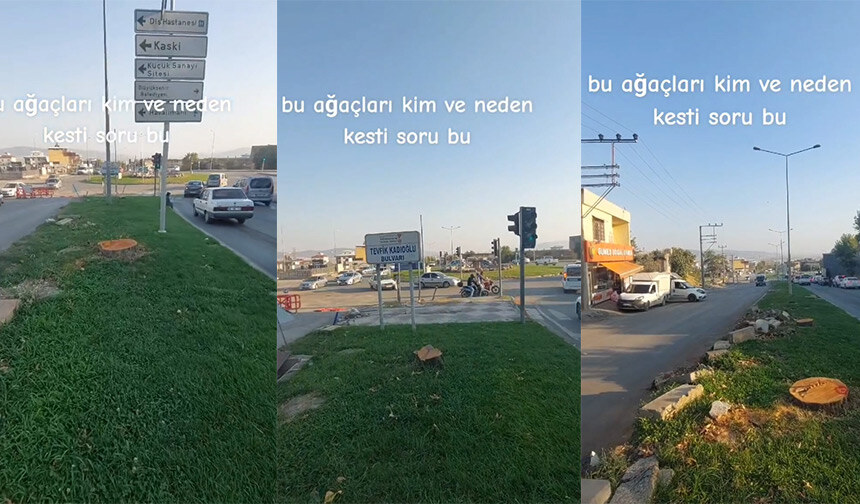 Kahramanmaraş’ta Tepki Çeken Ağaç katliamı!