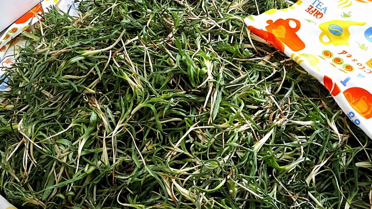Baharın en pahalı lezzeti: Maraş pazarında yemlik otu sezonu 600 lirayla açıldı