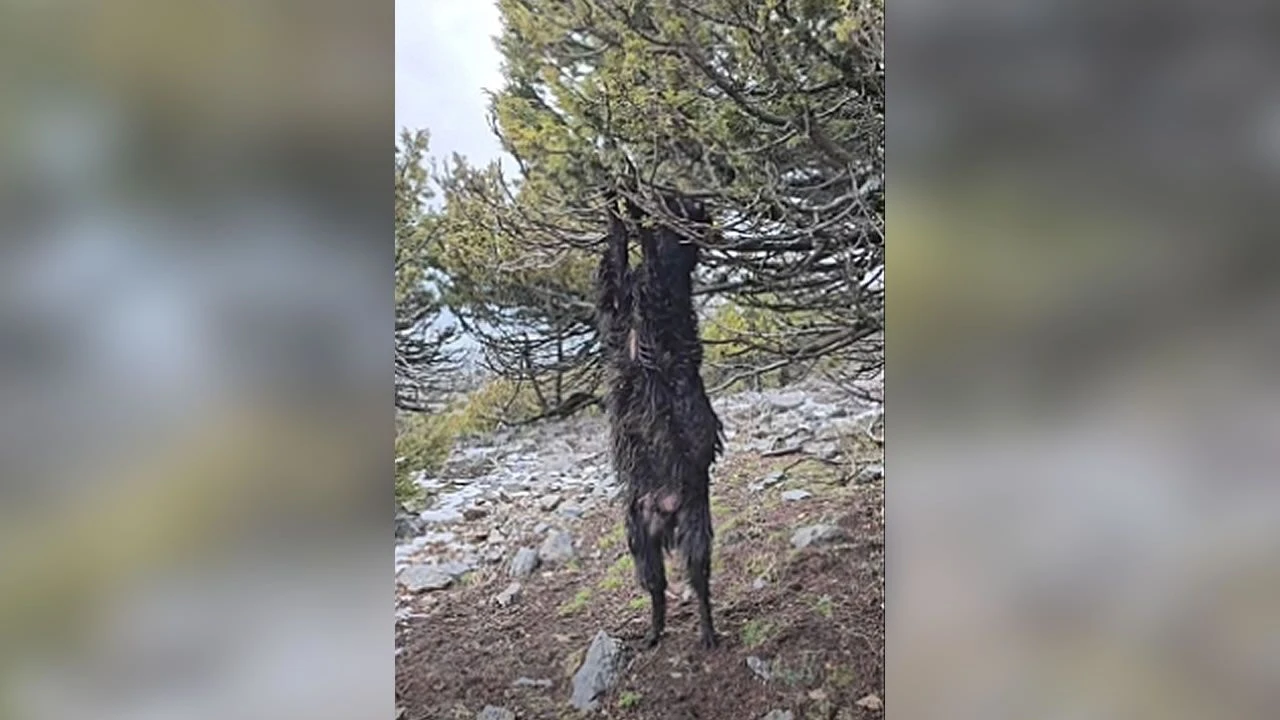 Nurhak’ta Görülmemiş Olay: Keçi Ardıç Ağacında Asılı Kaldı!